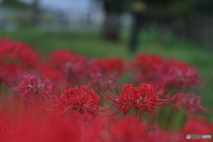曼殊沙華　その４