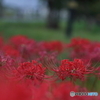 曼殊沙華　その４