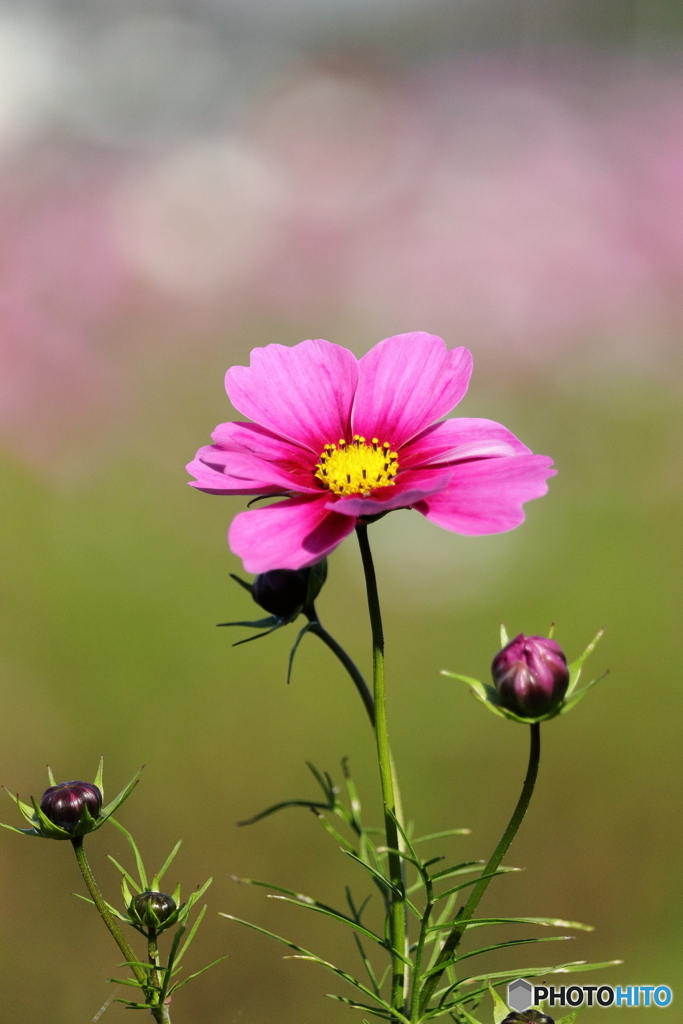 秋桜