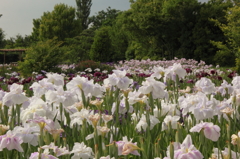 一面の花畑