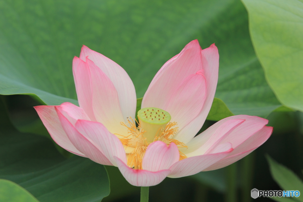 蓮の花その６