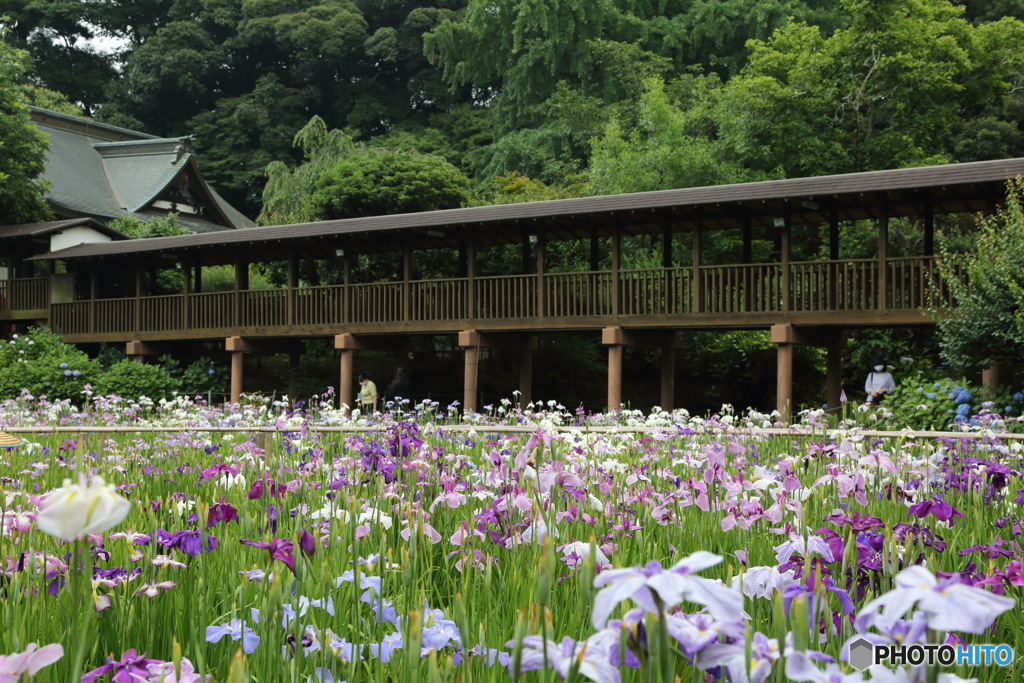 本土寺　紫陽花　菖蒲