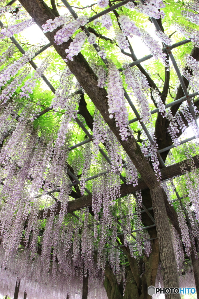 玉敷神社の藤 樹齢約400年