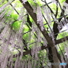 玉敷神社の藤 樹齢約400年
