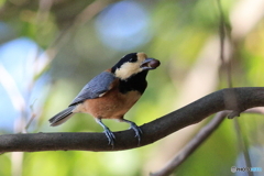ヤマガラ その2 ヤマガラ その2