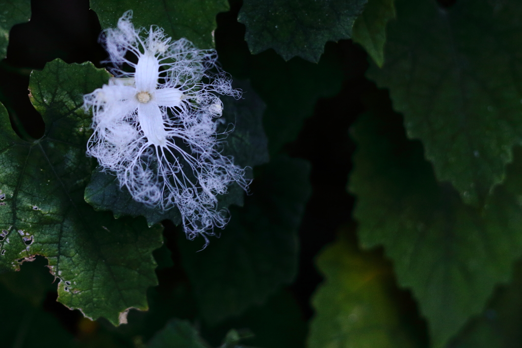 カラス瓜の花