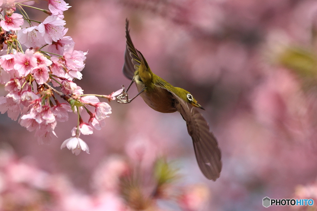 桜とメジロ　その３