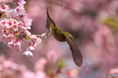 桜とメジロ　その３