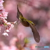 桜とメジロ　その３