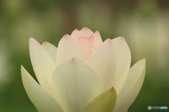 蓮の花その２