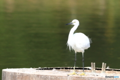 コサギ