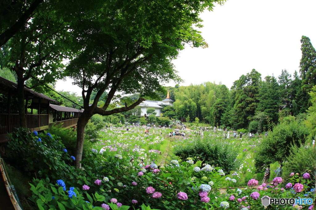 本土寺　紫陽花　菖蒲