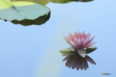 青空と睡蓮