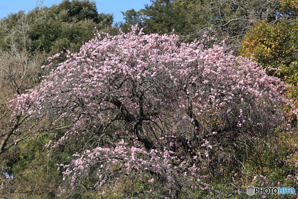 梅の花