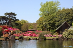 つつじが丘公園