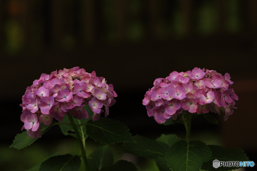 本土寺　紫陽花　その4