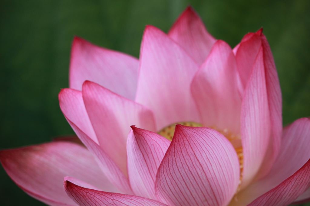 蓮の花
