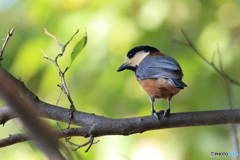 ヤマガラ その3 ヤマガラ その3