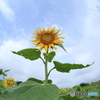 向日葵