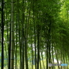 竹林