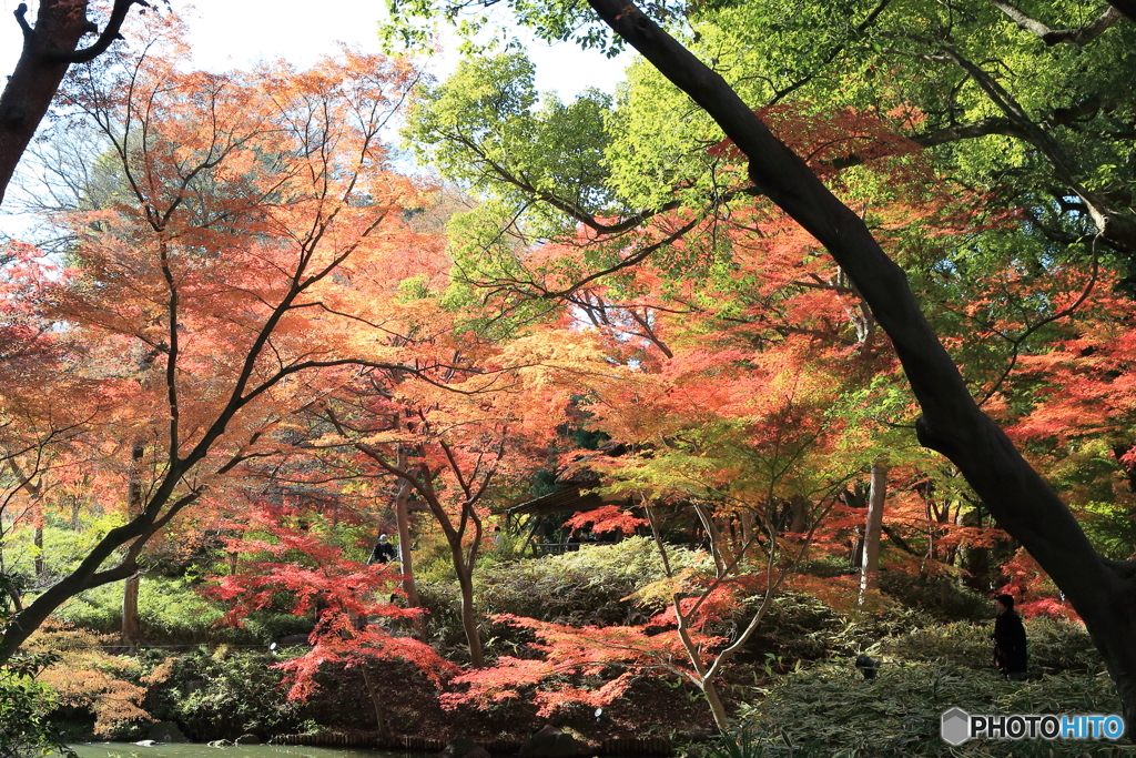 六義園その２