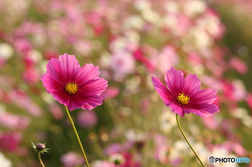秋桜その４