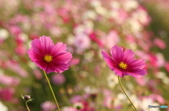 秋桜その４