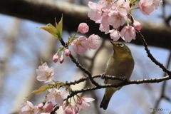 河津桜とメジロ