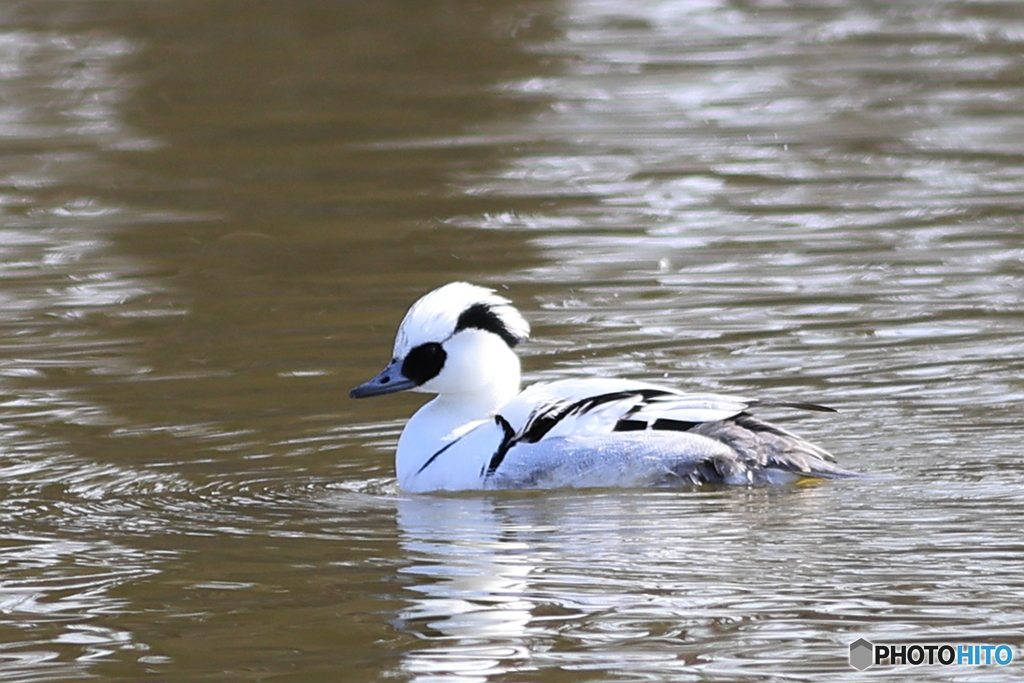 ミコアイサ（パンダガモ）その５