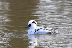 ミコアイサ（パンダガモ）その５