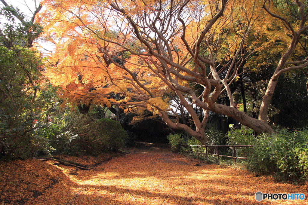 紅葉その４