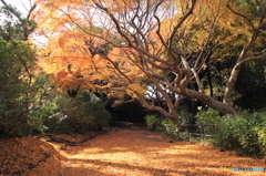 紅葉その４