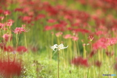 曼殊沙華と蝶