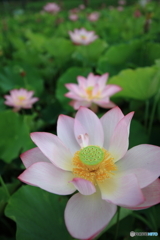 黒沼公園　蓮　その３