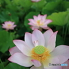 黒沼公園　蓮　その３