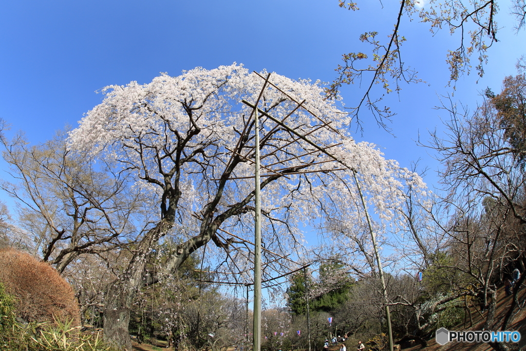 枝垂れ桜