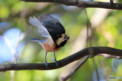 ヤマガラ その1 ヤマガラ その1