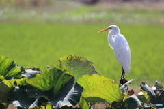 サギ、黄昏る