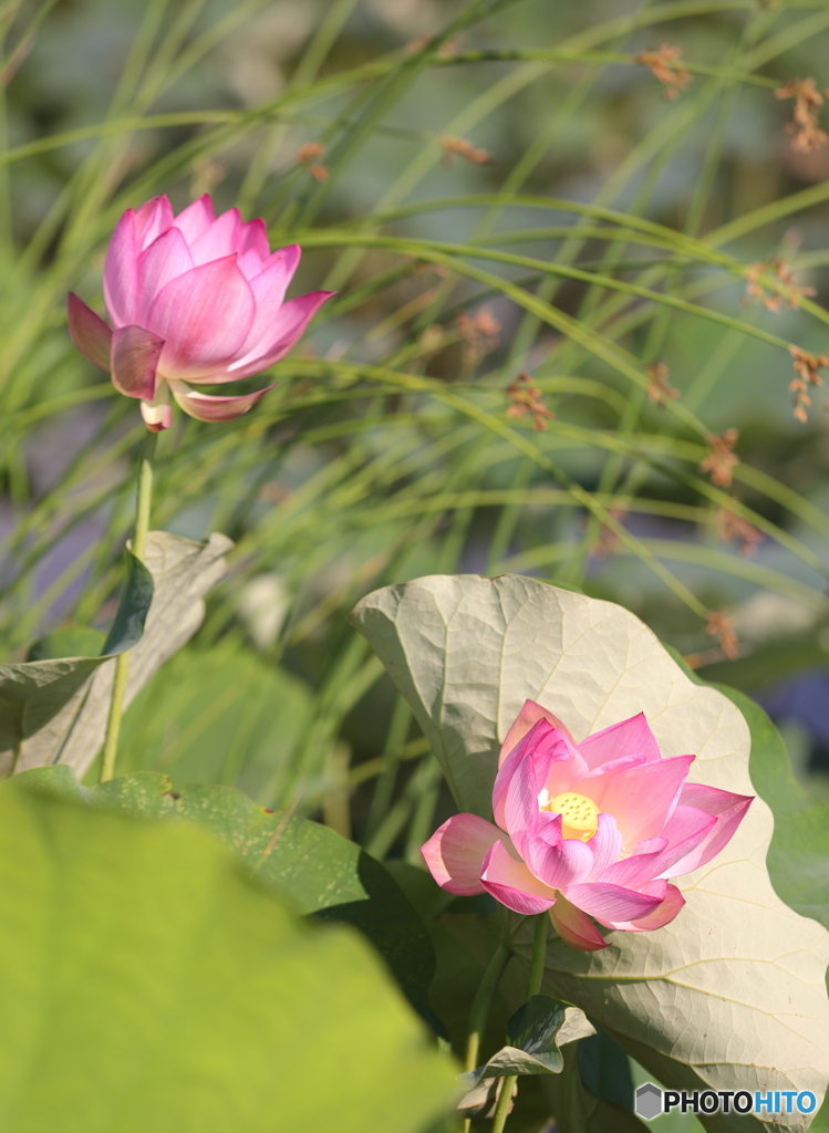 黒沼公園　蓮の花 その1