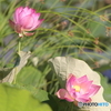 黒沼公園　蓮の花 その1