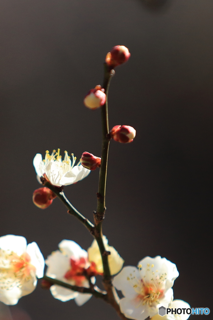 梅の花