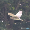 ホシゴイの飛翔　その１