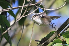 目の線が百舌鳥のコスプレ風