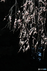 枝垂れ梅　その２