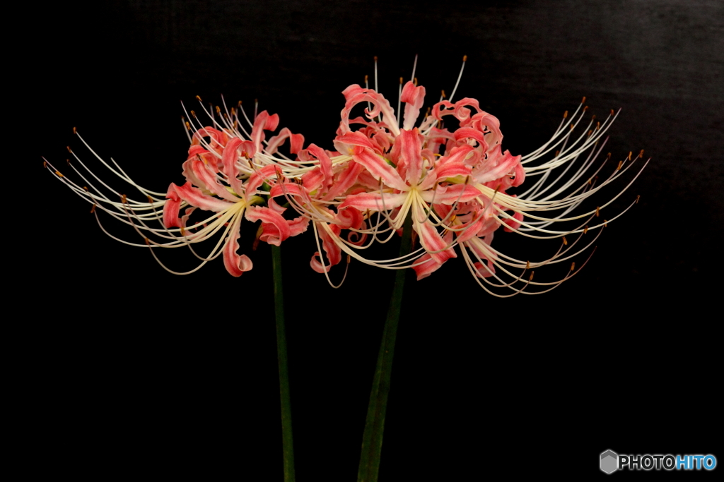 曼珠沙華
