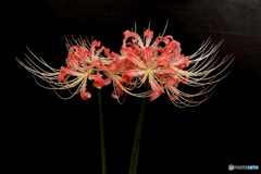 曼珠沙華