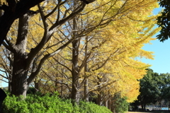 秋を探して　大宮公園