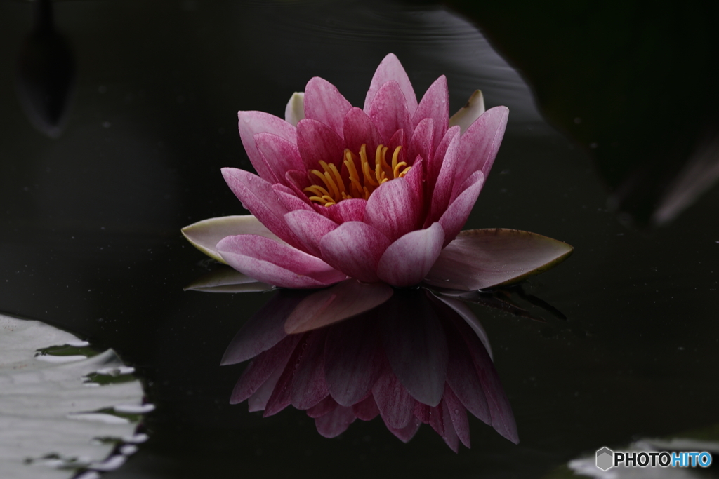 睡蓮　その１
