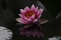 睡蓮　その１