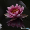 睡蓮　その１